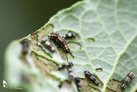 Allancastria (Zerynthia) lourisitana larvae The caterpillars of Allancastria lourisitana feeding on Aristolochia sp.  Allancastria,Allancastria lourisitana,Aristolochia,Iran,Iranian,Lepidoptera,Zerynthia,butterflies,butterfly,caterpillar,endemic,food plant,host plant,insecta,insects,larva,larvae