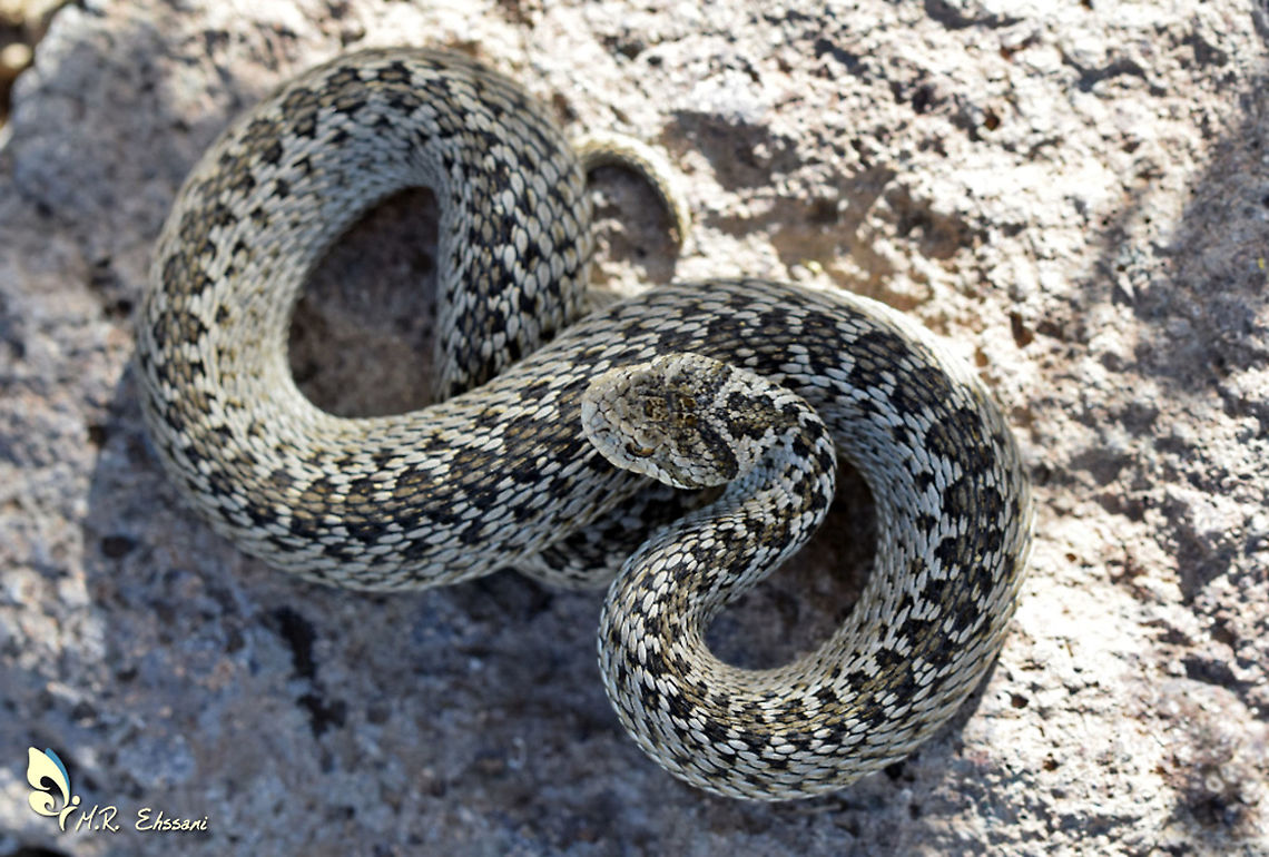 Vipera eriwanensis ebneri The subspecies of Vipera eriwanensis viper living in meadows and highlands of north west Iran and Talysh mountains usually above forest line , it is locally called Alborzi Viper or Elbursi Viper Colubroidea,Geotagged,Iran,Serpentes,Vipera eriwanensis,Viperidae,Viperinae,viper