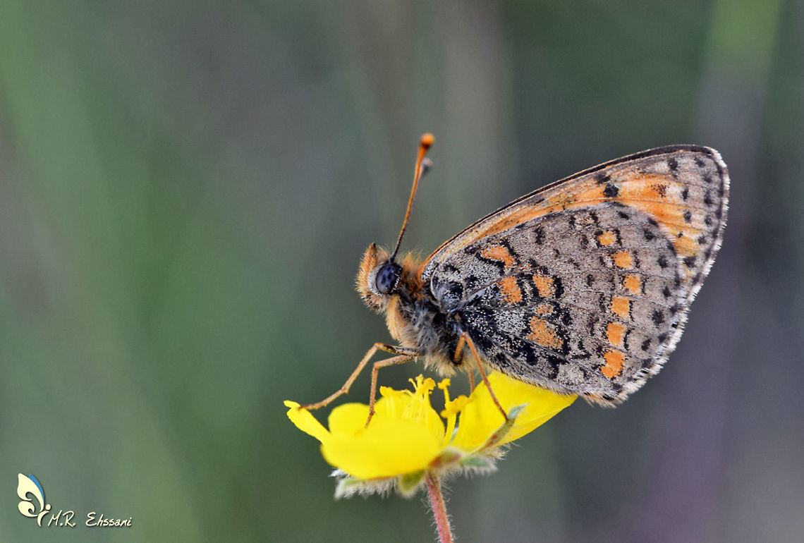 Melitaea saxatilis An endemic species in genus Melitaea , family Nymphalidae , it could be found in high altitude of Alborz mountains at Northern Iran , from 3500 m to 4000 m absl. Geotagged,Iran,Lepidoptera,Melitaea saxatilis,Nymphalidae,butterflies,butterflies of Iran,butterfly,insecta,insects,melitaea