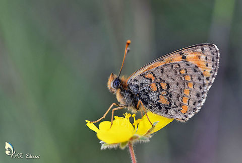 Melitaea saxatilis An endemic species in genus Melitaea , family Nymphalidae , it could be found in high altitude of Alborz mountains at Northern Iran , from 3500 m to 4000 m absl. Geotagged,Iran,Lepidoptera,Melitaea saxatilis,Nymphalidae,butterflies,butterflies of Iran,butterfly,insecta,insects,melitaea