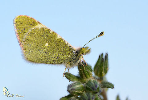 Euchloe transcaspica  Euchloe transcaspica,Geotagged,Iran,butterflies,butterflies of Iran,butterfly,euchloe,insecta,insects,lepidoptera,pieridae,white