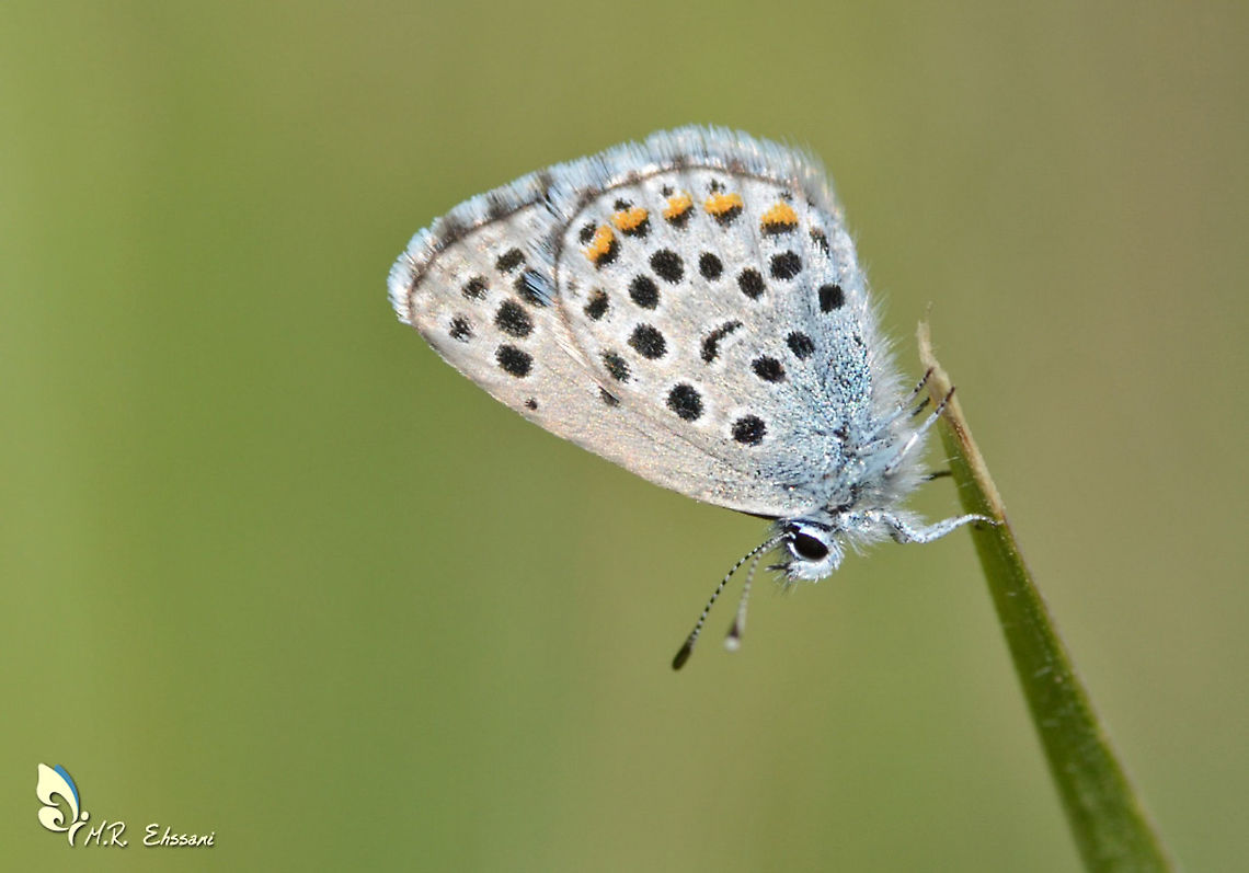 Pseudophilotes vicrama , the eastern baton blue  Eastern Baton Blue,Geotagged,Insects,Iran,Lycaenidae,Pseudophilotes,Pseudophilotes vicrama,butterflies,butterflies of Iran,butterfly,insecta,iran
