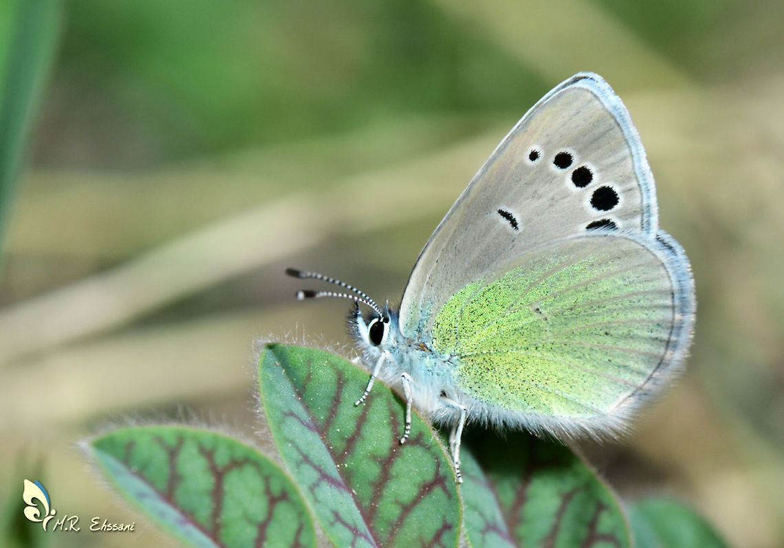 Glaucopsyche safidensis A butterfly species in genus Glaucopsyche widespread in Iran and Turkmenistan , family Lycaenidae Geotagged,Glaucopsyche,Glaucopsyche safidensis,Iran,Lepidoptera,Lycaenidae,butterflies,butterflies of Iran,butterfly,insecta,insects
