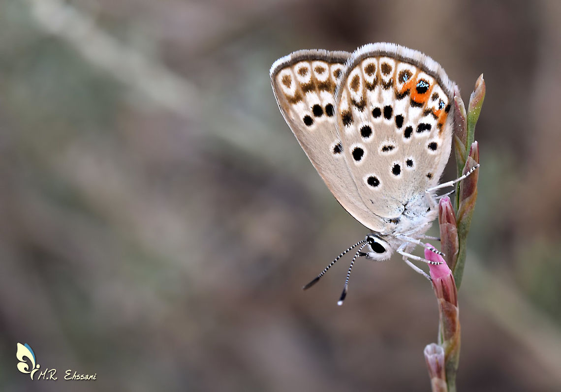 Plebejus loewii , the large jewel blue butterfly  Geotagged,Iran,Large jewel blue,Lepidoptera,Lycaenidae,Plebejidea,Plebejidea loewii,Plebejus loewii,butterflies,butterflies of Iran,butterfly,insecta,insects,jewel blue