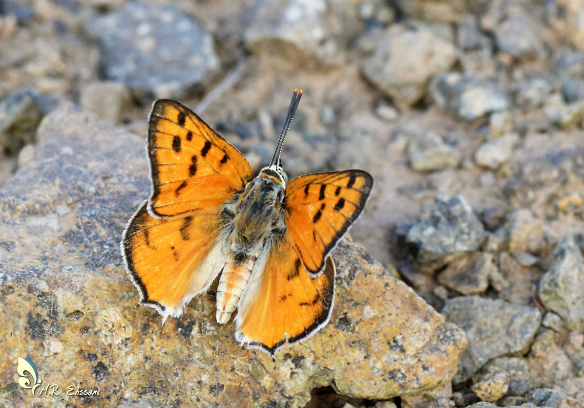 Cigaritis maxima Fast flying butterfly in family Lycaenidae Butterfly,Cigaritis maxima,Cigaritis maximus,Geotagged,Iran,Lepidoptera,Lycaenidae,apharitis,butterflies,butterflies of Iran,cigaritis,insecta,insects