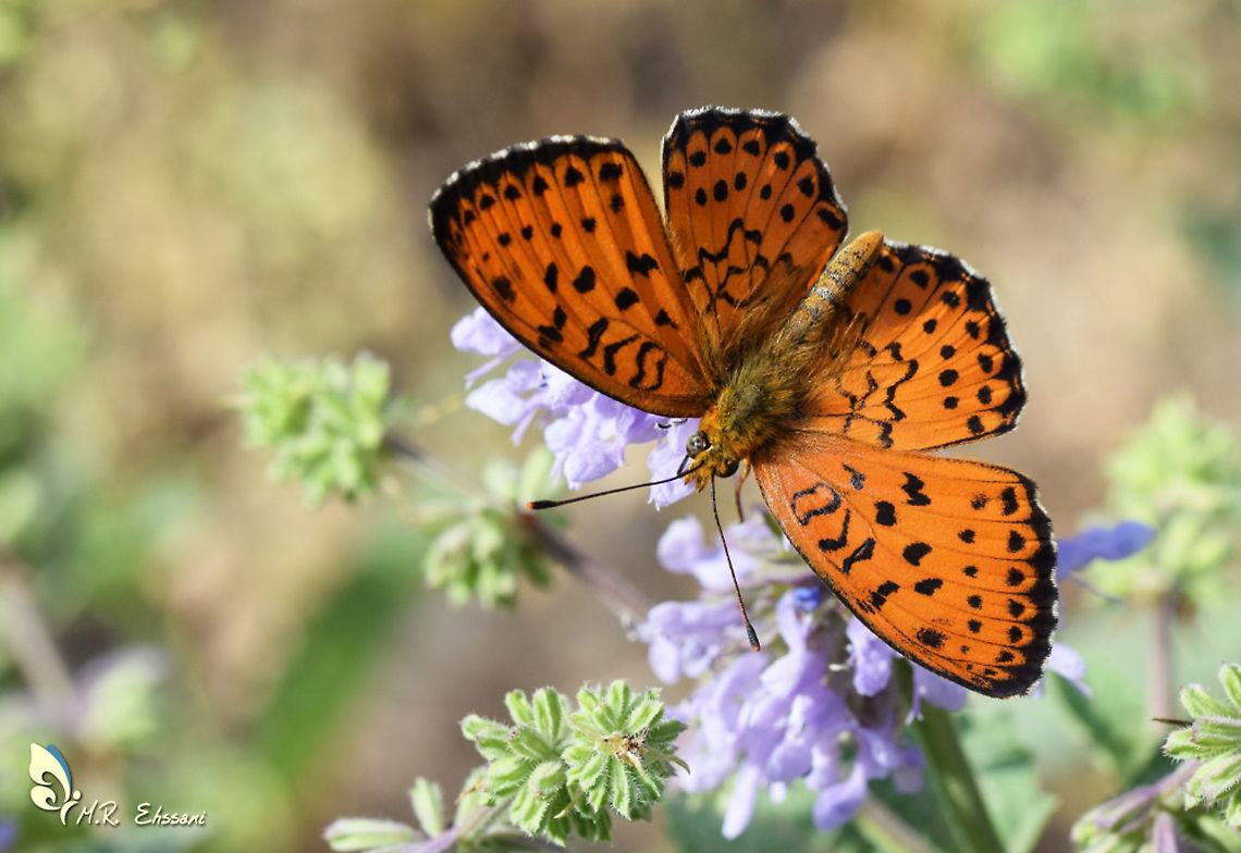 Brenthis mofidii, the Mofidi's fritillary butterfly  Brenthis,Brenthis mofidii,Geotagged,Iran,Lepidoptera,Mofidi's fritillary,Nymphalidae,butterflies,butterflies of Iran,butterfly,fritillary,insecta,insects