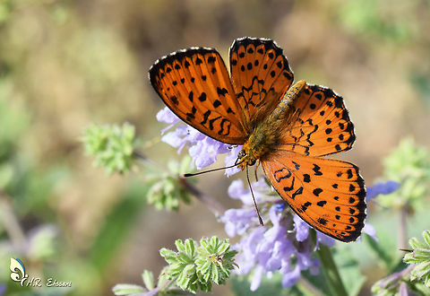 Brenthis mofidii, the Mofidi's fritillary butterfly  Brenthis,Brenthis mofidii,Geotagged,Iran,Lepidoptera,Mofidi's fritillary,Nymphalidae,butterflies,butterflies of Iran,butterfly,fritillary,insecta,insects