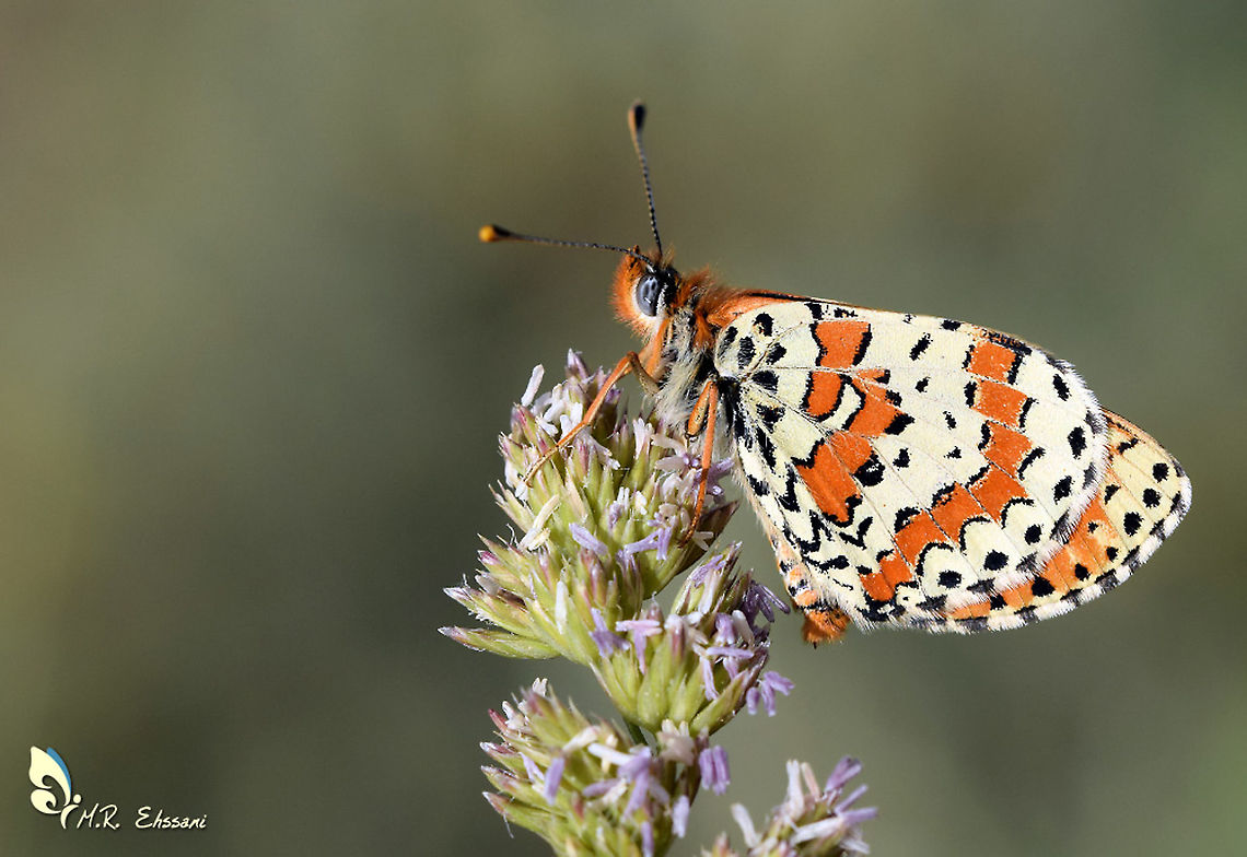 Melitaea interrupta , The Caucasian Spotted Fritillary  Caucasian Spotted Fritillary,Fritillary,Geotagged,Iran,Melitaea,Melitaea interrupta,Nymphalidae,butterflies,butterfly,insecta,lepidoptera