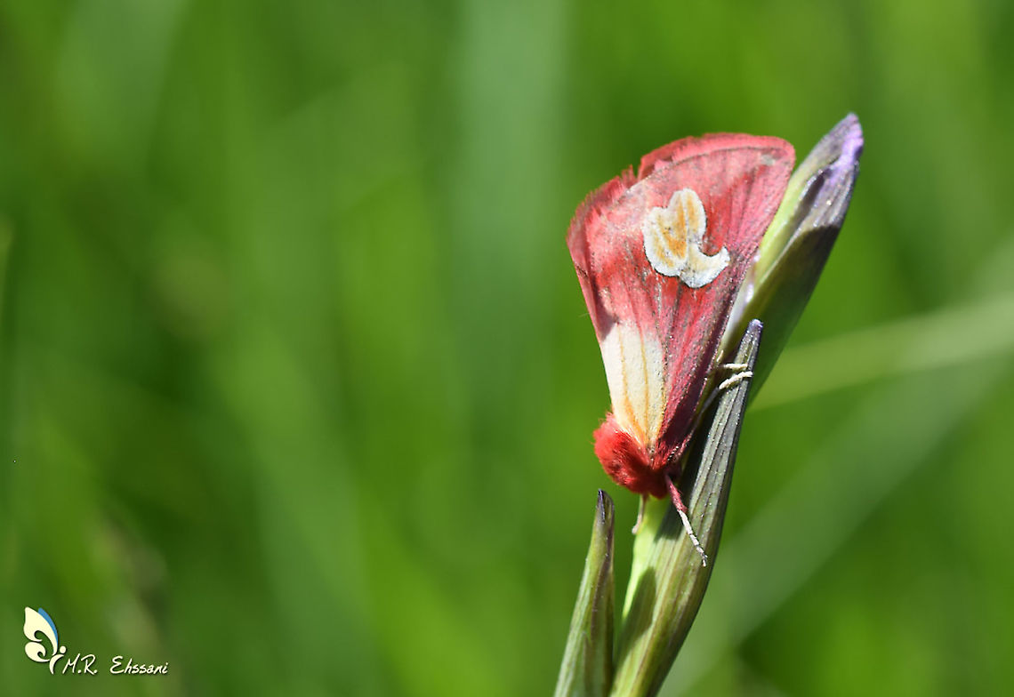 Axia (Epicimelia) theresiae  Axia theresiae,Cimeliidae,Epicimelia,Epicimelia theresiae,Geotagged,Iran,Lepidoptera,axia,gold moth,lepidoptera,moth