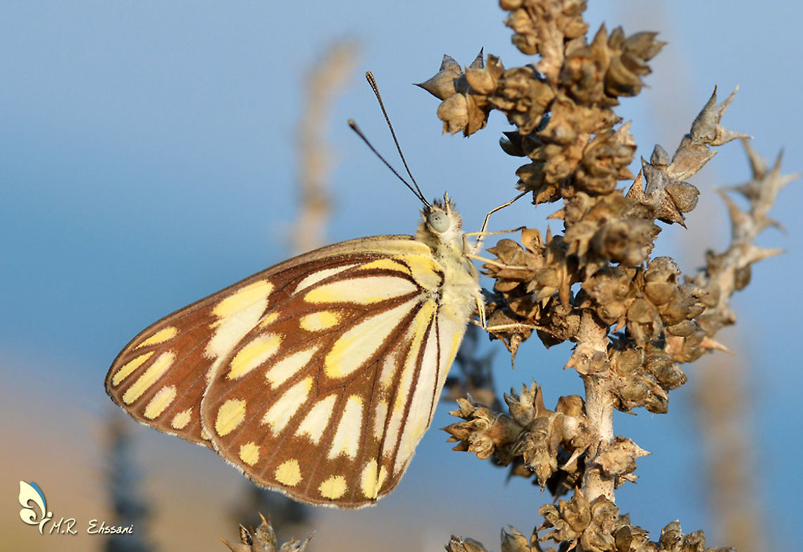 Anaphaeis (Belenois) aurota , pioneer white butterfly  Anaphaeis,Anaphaeis aurota,Belenois,Belenois aurota,Geotagged,Iran,Pioneer white,butterflies,butterfly,insect,lepidoptera,pioneer white