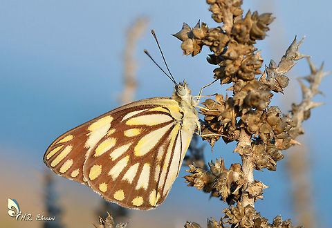 Anaphaeis (Belenois) aurota , pioneer white butterfly  Anaphaeis,Anaphaeis aurota,Belenois,Belenois aurota,Geotagged,Iran,Pioneer white,butterflies,butterfly,insect,lepidoptera,pioneer white