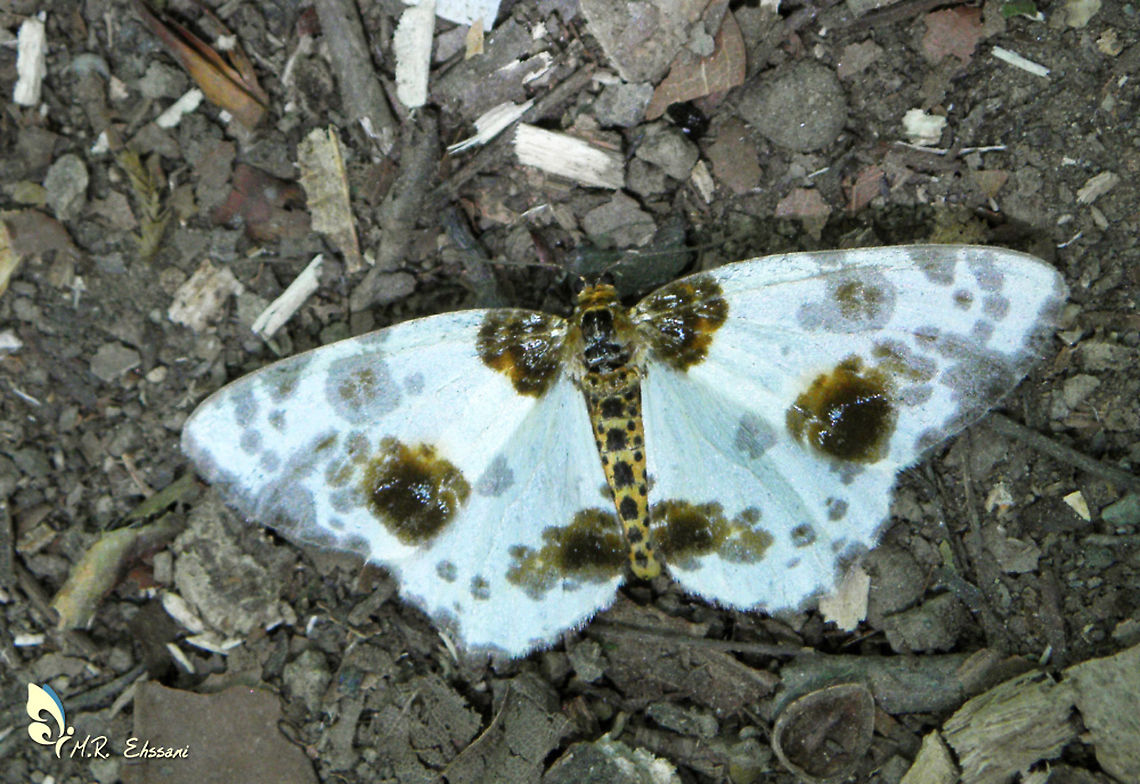 Abraxas sylvata on forest ground  Abraxas,Abraxas sylvata,Clouded magpie,Geotagged,Iran,Lepidoptera,geometridae,insect,insects,moth