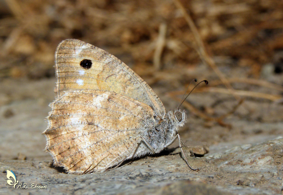 Pseudochazara pelopea  Butterflies,Geotagged,Iran,Lepidoptera,Nymphalidae,Pseudochazara,Pseudochazara pelopea,butterflies of Iran,butterfly,insecta,insects