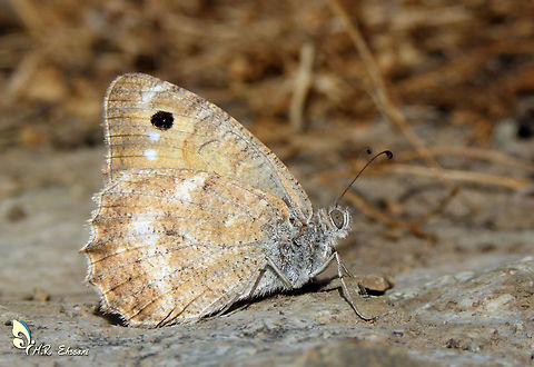 Pseudochazara pelopea  Butterflies,Geotagged,Iran,Lepidoptera,Nymphalidae,Pseudochazara,Pseudochazara pelopea,butterflies of Iran,butterfly,insecta,insects