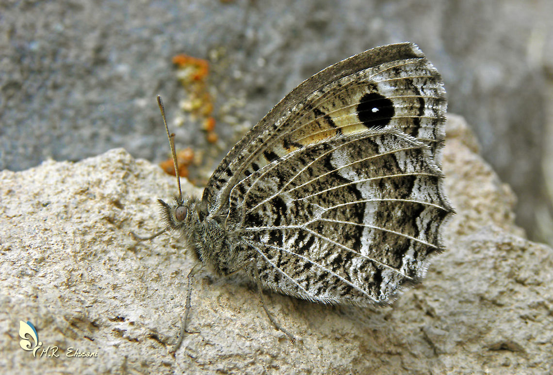 Satyrus parthicus (male) Type locality:Gorgan, Iran , Range: Turkey, W. Azerbaijan, N Iran (Elburs Mountains) , Habitat: Stony and steep dry grasslands with thorny and loose rocks Alborz,Elburs,Geotagged,Iran,Lepidoptera,Nymphalidae,Satyrus,Satyrus parthicus,butterflies,butterflies of Iran,butterfly,insects