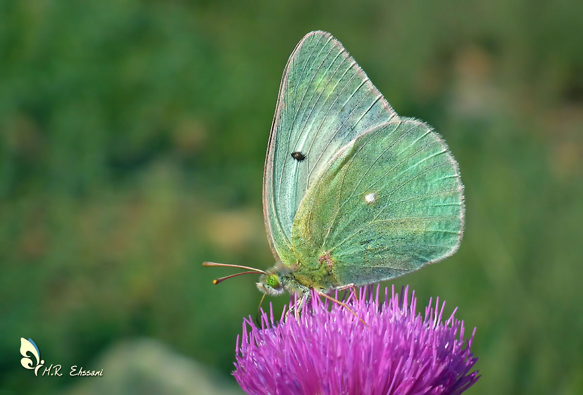 Colias sagartia An endemic butterfly of Iran in family Pieridae Alborz,Colias,Colias sagartia,Elburs,Geotagged,Insecta,Iran,Lepidoptera,Pieridae,butterflies,butterflies of Iran,butterfly,endemic,insects