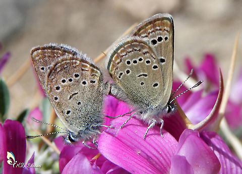 Mating pair of Turanana cytis ,  the Persian odd-spot blue on Onobrychis cornuta flower  Alborz,Geotagged,Iran,Onobrychis cornuta,Turanana,Turanana cytis,butterflies,butterflies of,butterfly,insecta,insects,lepidoptera,lycaenidae,the Persian odd-spot blue