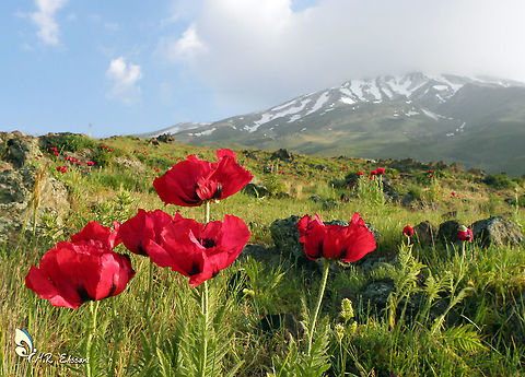 Papaver bracteatum, the Iranian poppy or Persian poppy Papaver bracteatum flowers at foothills of Mount Damavand (5610 m) Damavand,Flowers,Geotagged,Iran,Papaver,Papaver bracteatum,Papaveraceae,Persian poppy,flora