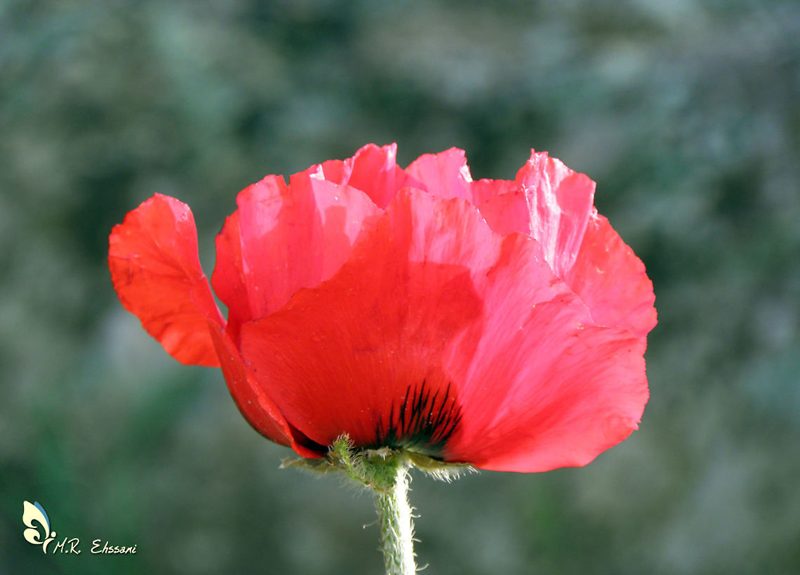 Papaver bracteatum, the Iranian poppy or Persian poppy  Flowers,Geotagged,Iran,Papaver,Papaver bracteatum,Papaveraceae,Persian poppy,flora