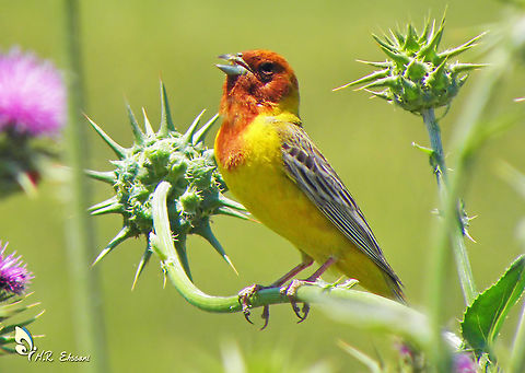 Red-headed bunting , Emberiza bruniceps  Emberiza,Emberiza bruniceps,Geotagged,Iran,Passerine,Red-headed bunting,birds,bunting,finches
