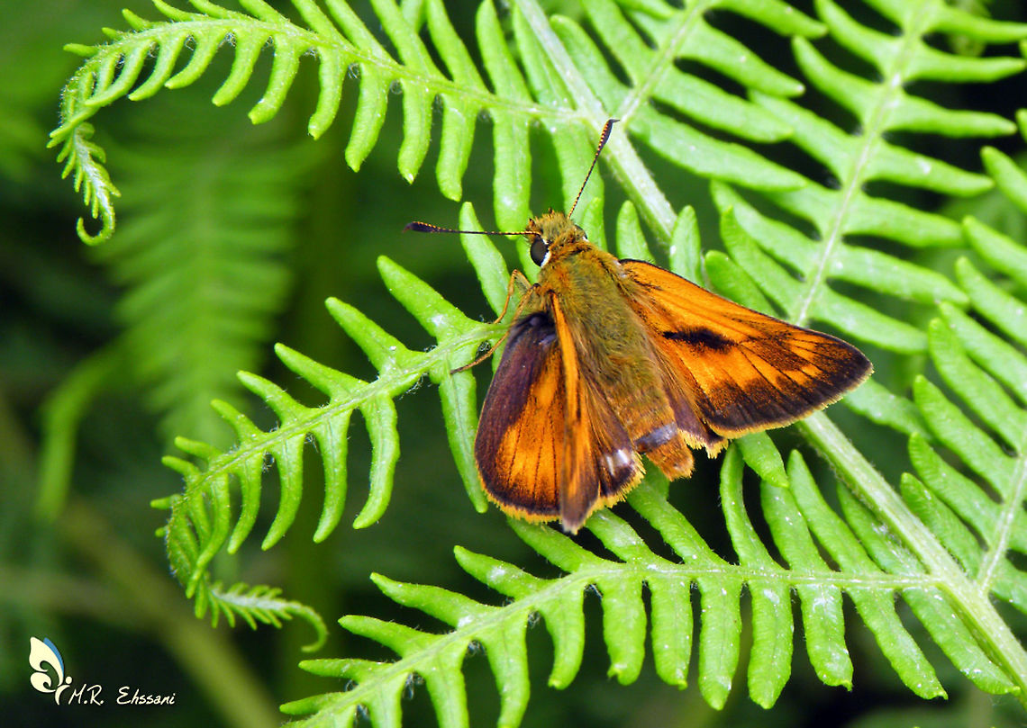 Ochlodes hyrcana  Geotagged,Hesperiidae,Iran,Ochlodes,Ochlodes hyrcana,butterflies,butterfly,insecta,insects,lepidoptera