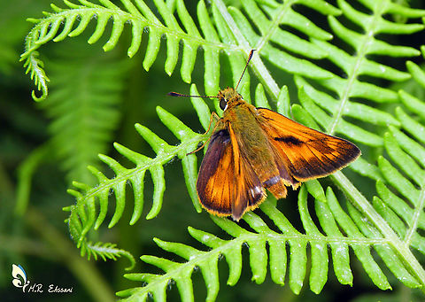 Ochlodes hyrcana  Geotagged,Hesperiidae,Iran,Ochlodes,Ochlodes hyrcana,butterflies,butterfly,insecta,insects,lepidoptera