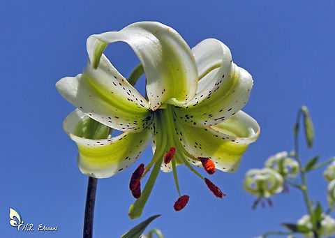 Lilium ledebourii  Geotagged,Iran,Liliaceae,Lilium,Lilium ledebourii,Lily,Talysh,flora,flowers