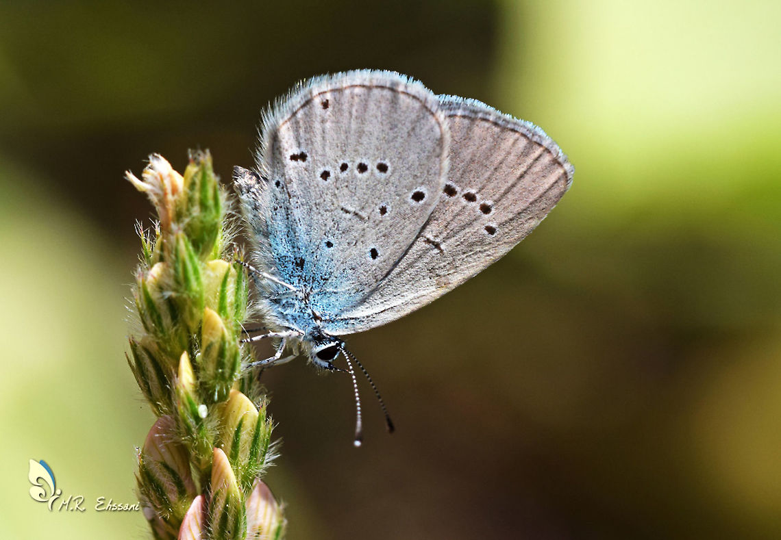 Cupido staudingeri butterfly An endemic butterfly of Iran , using Onobrychis as food plant , the habitat altitude range is from 2000 to 3000 meters abs. Cupido staudingeri,Geotagged,Iran,Lycaenidae,Staudinger's blue,butterflies,butterflies of Iran,butterfly,cupido,endemic,insecta,insects,lepidoptera,polyommatus