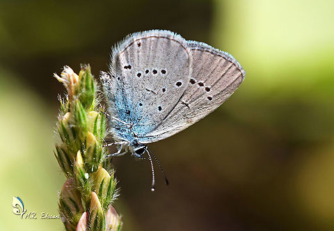 Cupido staudingeri butterfly An endemic butterfly of Iran , using Onobrychis as food plant , the habitat altitude range is from 2000 to 3000 meters abs. Cupido staudingeri,Geotagged,Iran,Lycaenidae,Staudinger's blue,butterflies,butterflies of Iran,butterfly,cupido,endemic,insecta,insects,lepidoptera,polyommatus