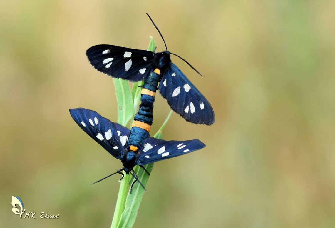 Mating pair of Amata nigricornis  Amata nigricornis,Erebidae,Geotagged,Iran,Moth Week 2020,amata,diurnal,insects,lepidoptera,moth