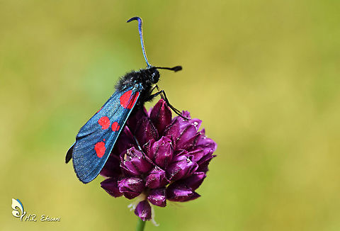 Zygaena lonicerae, the narrow-bordered five-spot burnet  Burnet Moth,Geotagged,Iran,Moth Week 2020,Narrow-Bordered Five-Spot Burnet,Zygaena,Zygaena lonicerae,Zygaenidae,diurnal,insecta,insects,iran,lepidoptera,moth