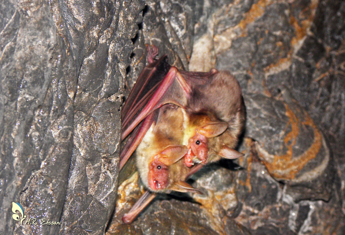 The mating couple of Lesser mouse-eared bat , Myotis blythii  Bats,Caves,Geotagged,Iran,Lesser mouse-eared bat,Myotis,Myotis blythii,mamalia