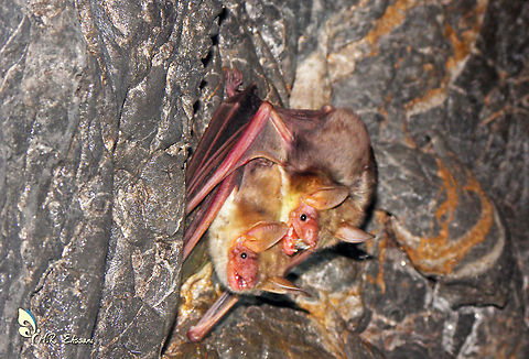 Lesser mouse-eared bat