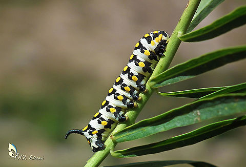 Hyles nicaea moth larva on Euphorbia sp.  Geotagged,Hyles,Hyles nicaea,Iran,Lepidoptera,Mediterranean hawk-moth,Moth Week 2020,Sphingidae,hawkmoth,insects,larva,moth