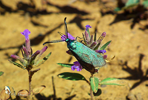 Adscita obscura moth  Adscita,Adscita obscura,Geotagged,Iran,Moth Week 2020,Zygaenidae,insecta,insects,lepidoptera,moth,moths