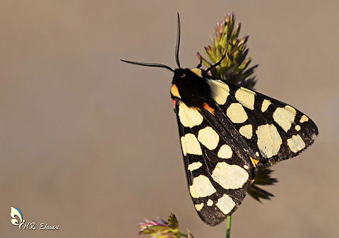 Epicallia villica or Arctia villica , the cream-spot tiger moth  Arctia,Arctia villica,Cream-spot Tiger,Epicallia,Epicallia villica,Erebidae,Geotagged,Iran,Moth Week 2020,insecta,iran,lepidoptera,moth,tiger moth