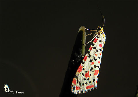 Utetheisa pulchella, the crimson-speckled moth  Crimson speckled footman,Erebidae,Geotagged,Insecta,Iran,Lepidoptera,Moth Week 2020,Utetheisa,Utetheisa pulchella,moth