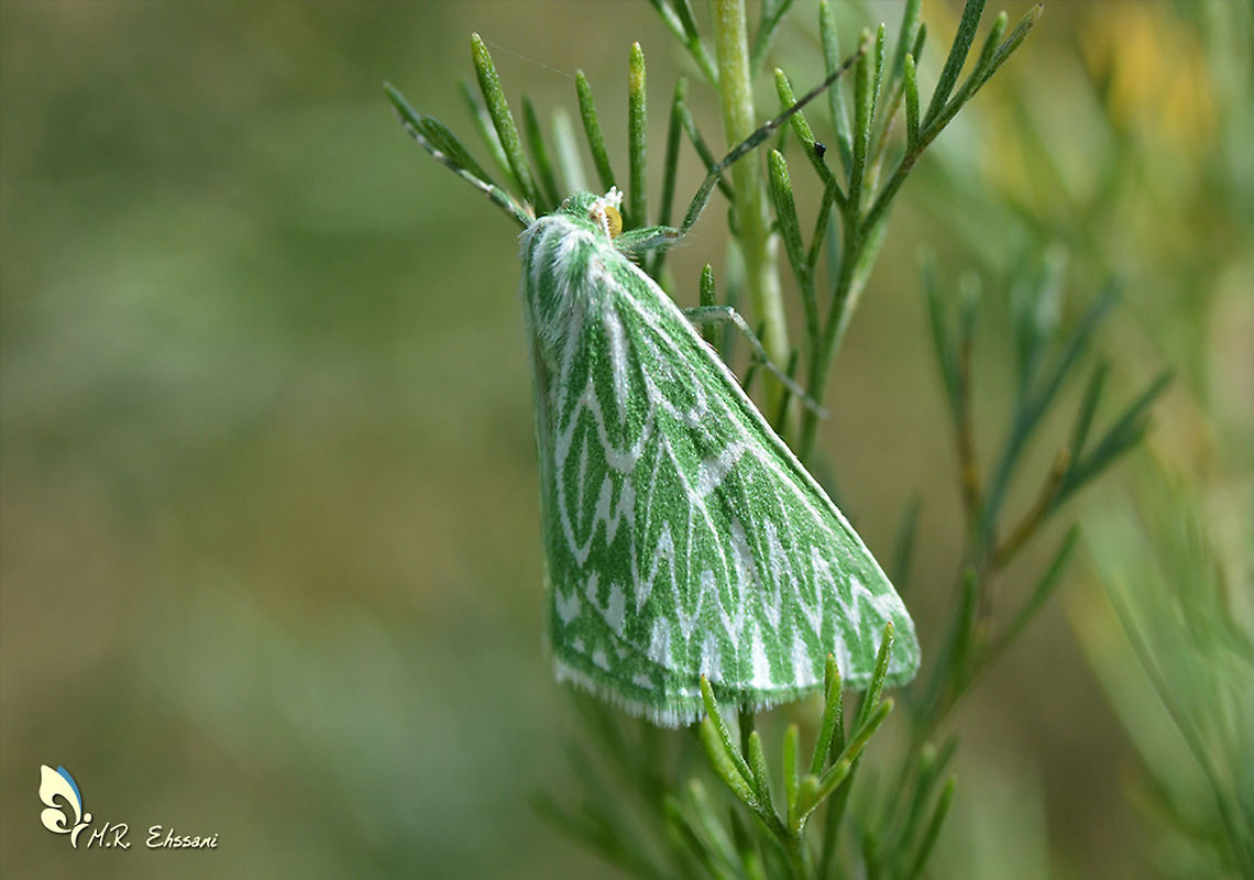 Thetidia fulminaria A very rare moth! Geometridae,Geotagged,Iran,Moth Week 2020,Thetidia,Thetidia fulminaria,insecta,iran,lepidoptera,moth