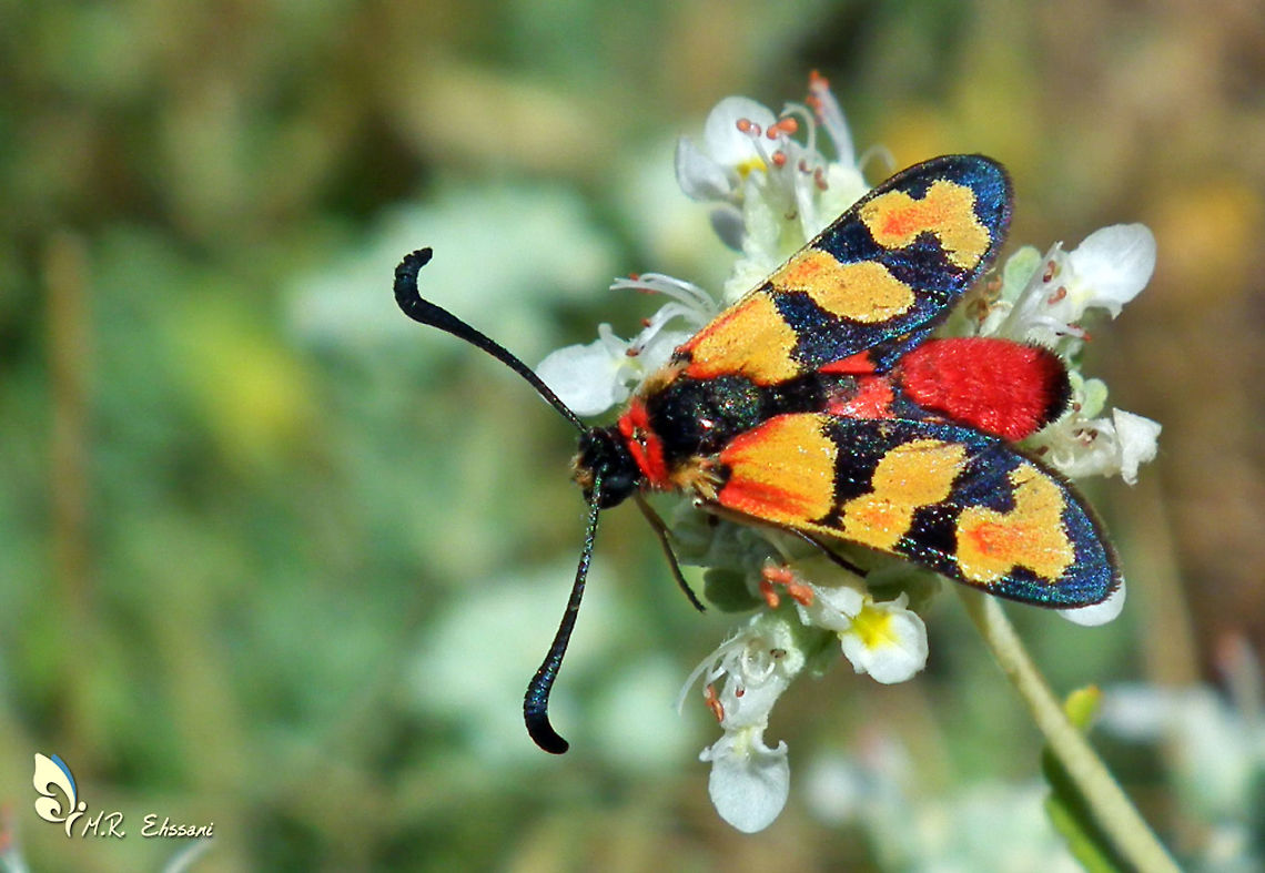 Zygaena escalerai Rare and endemic Zygaenid moth of Iran Geotagged,Iran,Lepidoptera,Moth Week 2020,Zygaena,Zygaena escalerai,Zygaenidae,endemic,insecta,iran,moth