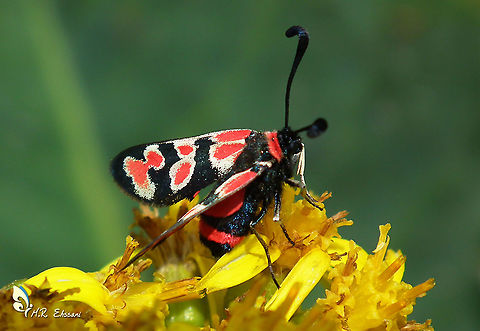 Zygaena carniolica  Geotagged,Insecta,Iran,Lepidoptera,Moth Week 2020,Zygaena,Zygaena carniolica,Zygaenidae,moth