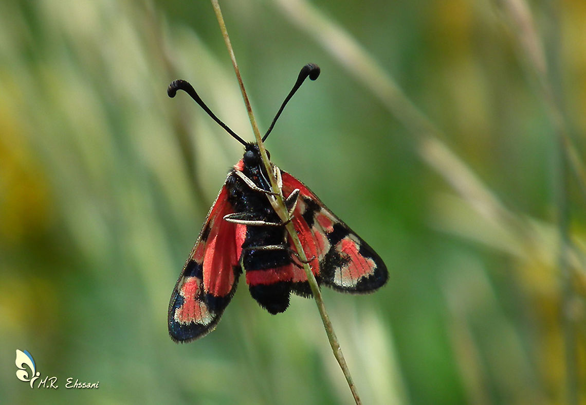 Zygaena carniolica underside view  Geotagged,Insecta,Iran,Lepidoptera,Moth Week 2020,Zygaena,Zygaena carniolica,Zygaenidae,moth