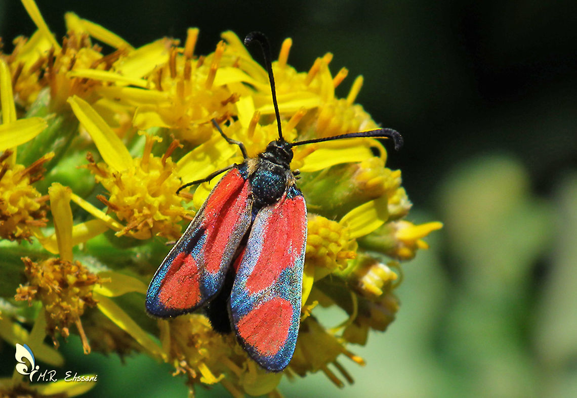Zygaena cambysea  Geotagged,Insecta,Iran,Moth Week 2020,Zygaena,Zygaena cambysea,Zygaenidae,lepidoptera,moth