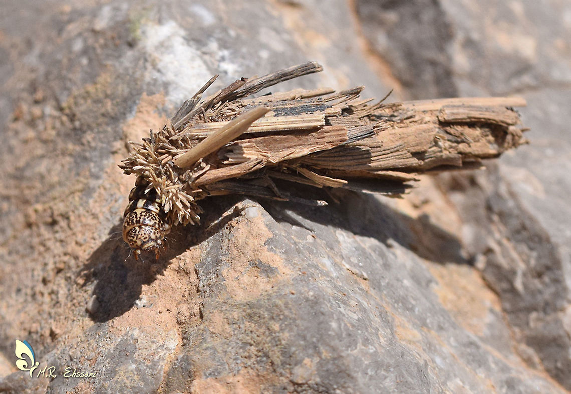 Psychidae moth larva in its case Fresh photo in Moth Week just found it yesterday in field trip , not easy to identify the species Bagworm,Geotagged,Iran,Moth Week 2020,Psychidae,insecta,iran,larva,lifecycle,moth