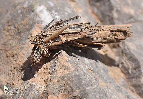 Psychidae moth larva in its case Fresh photo in Moth Week just found it yesterday in field trip , not easy to identify the species Bagworm,Geotagged,Iran,Moth Week 2020,Psychidae,insecta,iran,larva,lifecycle,moth