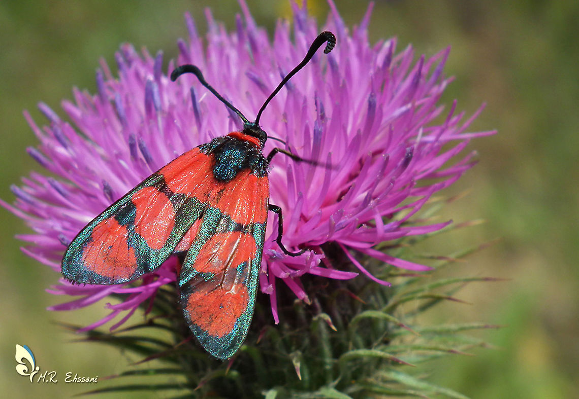 Zygaena cuvieri  Geotagged,Insecta,Insects,Iran,Moth Week 2020,Zygaena,Zygaena cuvieri,Zygaenidae,iran,lepidoptera,moth