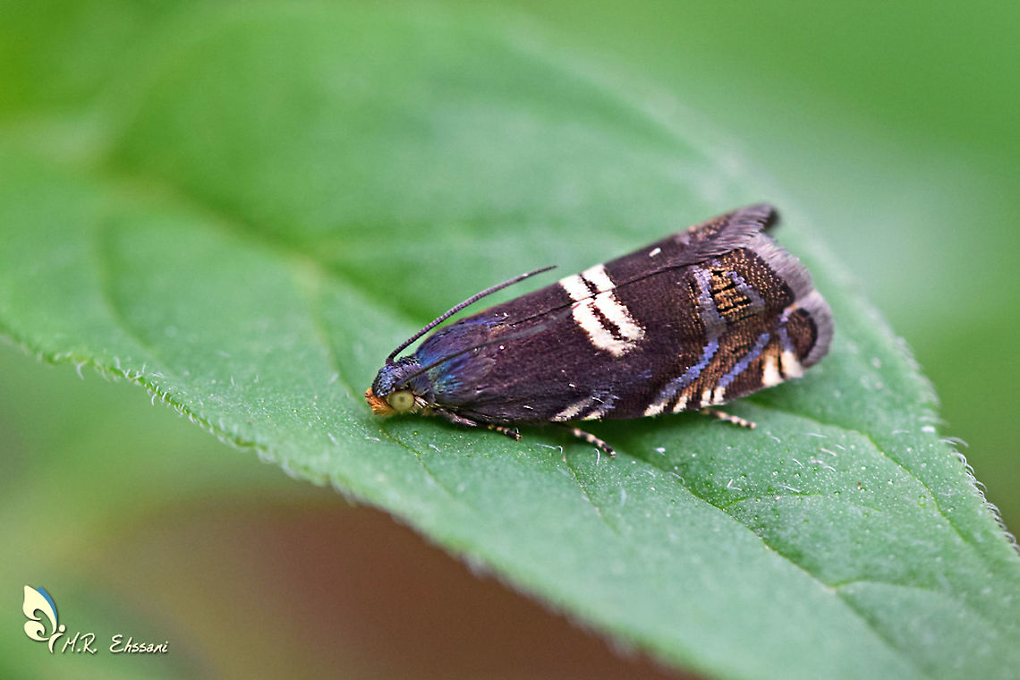 Grapholita (Cydia)  fissana  Cydia,Geotagged,Grapholita,Grapholita fissana,Iran,Moth Week 2020,Tortricidae,insecta,insects,iran,lepidoptera,moth,moth week