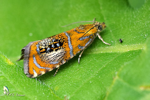 Olethreutes arcuella  Geotagged,Iran,Moth Week 2020,Olethreutes,Olethreutes arcuella,Tortricidae,insecta,insects,iran,lepidoptera,moth