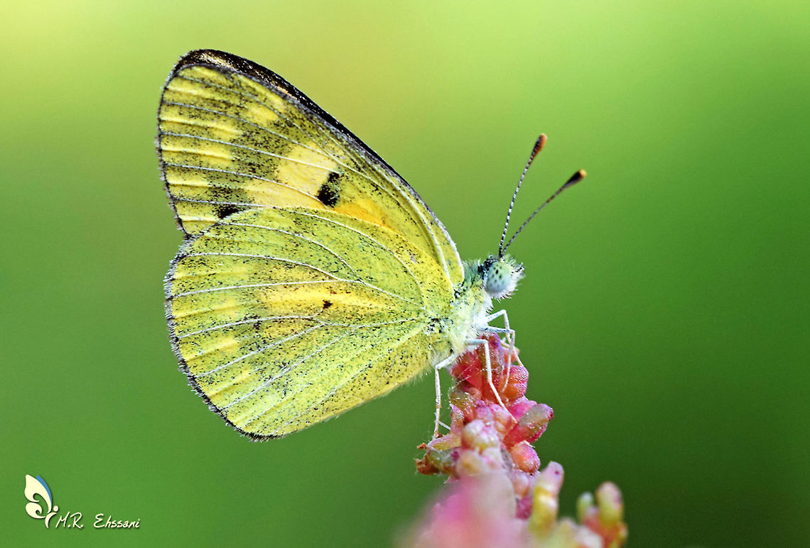 Colotis vestalis  Colotis,Colotis vestalis,Geotagged,Iran,White Arab,butterflies of Iran,butterfly,insecta,insects,lepidoptera,pieridae