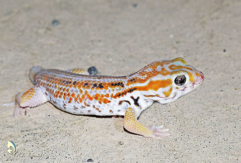 Persian wonder gecko