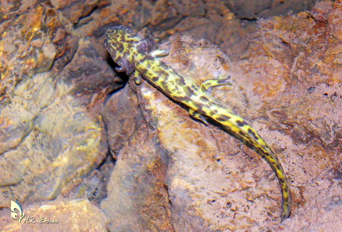 Paradactylodon persicus, Persian brook salamander I found this larva (juvenile stage) in forest water stream. Geotagged,Hynobiidae,Iran,Paradactylodon,Paradactylodon persicus,Persian brook salamander,amphibian,iran,salamander